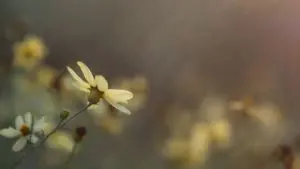 1a-flower-pic-for-news-resized-480x270