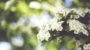 2a-flower-pic-white-flower-teaser-image-resized-480x270