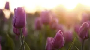 9a-nature-pic-sinlight-tulips-teaser-image-resized-480x270