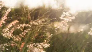 natural-gras-pic-for-news-article-resized