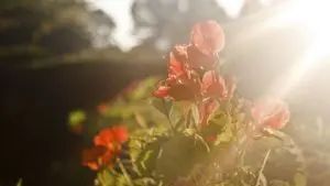 pic-for-news-flowers-resized